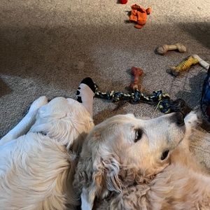 Meet your Posher, Belle